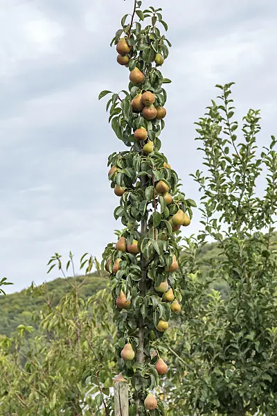 635146 - Columnar pear (Pyrus communis 'Decora')