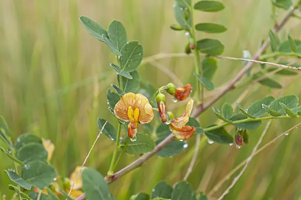 616189 - Colutea arborescens