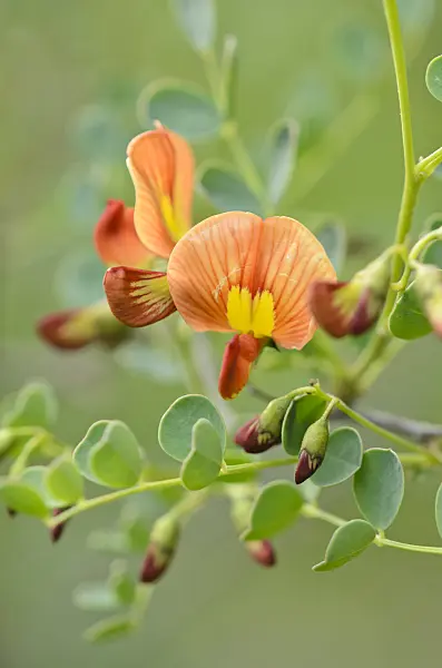 544091 - Colutea orientalis