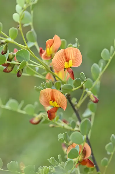 544132 - Colutea orientalis