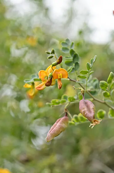 534354 - Colutea paulsenii