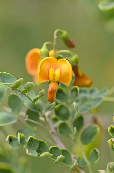 534355 - Colutea paulsenii