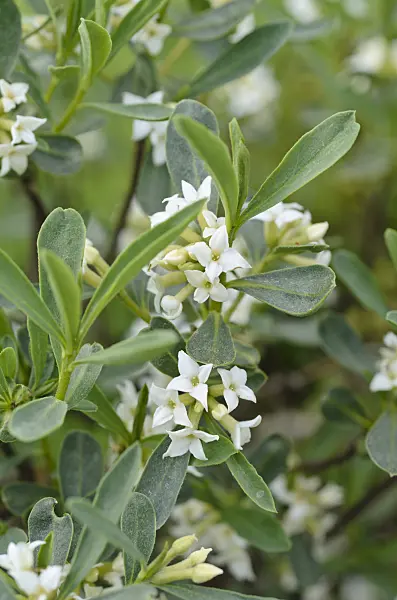 496008 - Coluteocarpus vesicaria