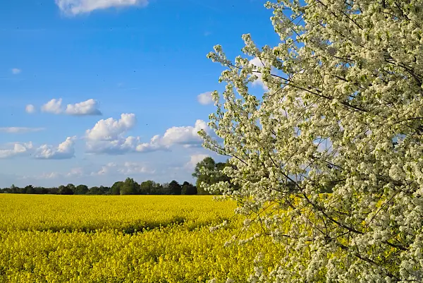 670007 - Colza (Brassica napus subsp. oleifera)