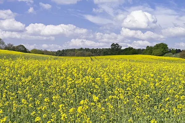 531228 - Colza (Brassica napus subsp. oleifera), Brandebourg, Allemagne