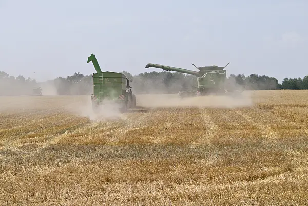 558351 - Combine harvesters on a grainfield