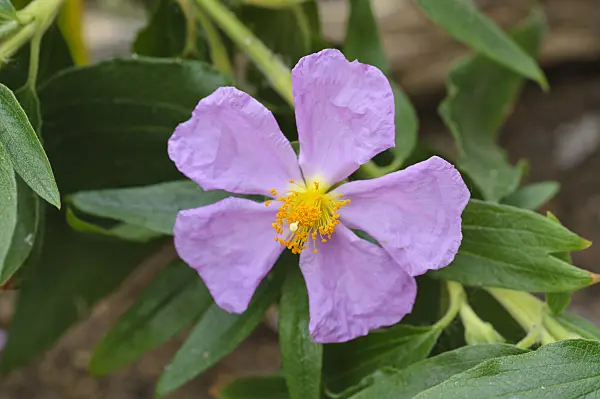 471277 - Comfrey-leaved rock rose (Cistus symphytifolius)