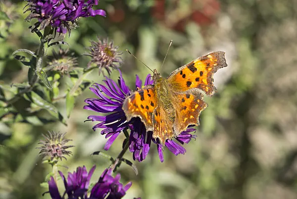 609029 - Comma (Polygonia c-album syn. Nymphalis c-album)