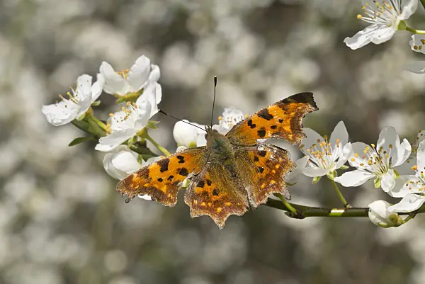 608027 - Comma (Polygonia c-album syn. Nymphalis c-album) and mirabelle (Prunus domestica subsp. syriaca)