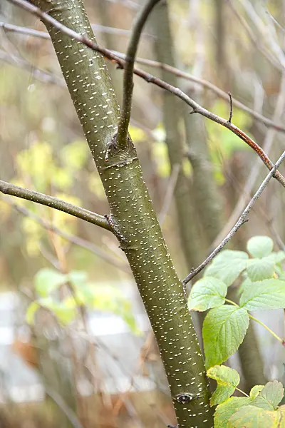616159 - Common alder (Alnus glutinosa)