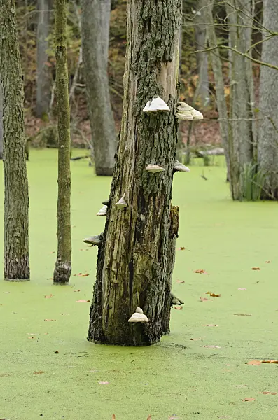 537034 - Common alder (Alnus glutinosa) and tinder fungus (Fomes fomentarius)