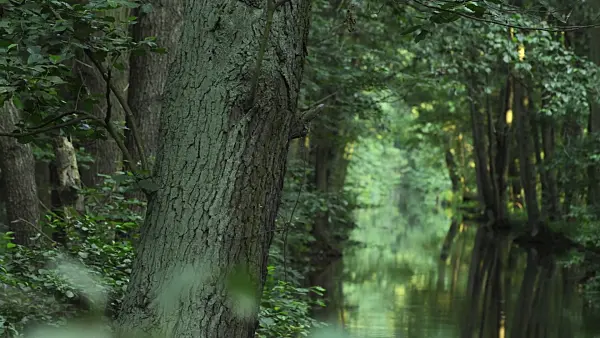 510081 - Common alder (Alnus glutinosa) at a channel, Spreewald Biosphere Reserve, Germany