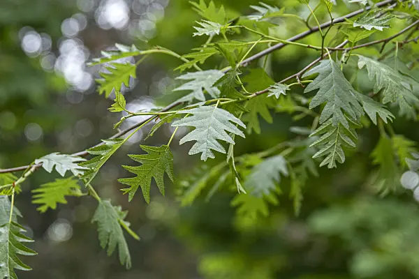 616154 - Common alder (Alnus glutinosa 'Laciniata')