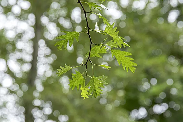 616155 - Common alder (Alnus glutinosa 'Laciniata')