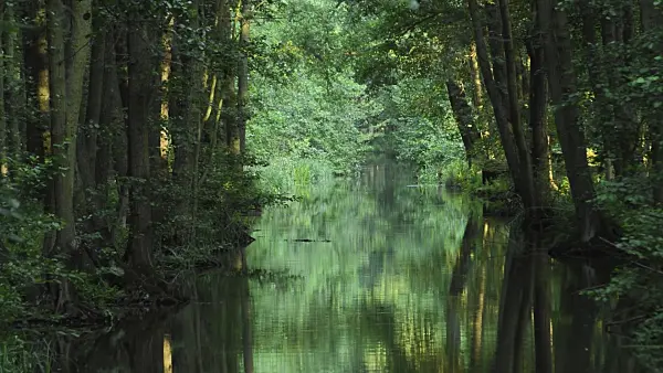 510080 - Common alders (Alnus glutinosa) at a channel, Spreewald Biosphere Reserve, Germany