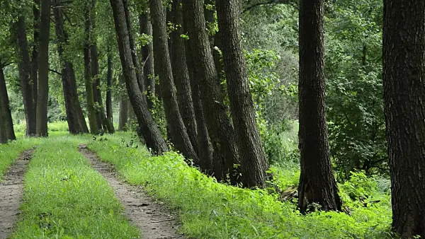 510069 - Common alders (Alnus glutinosa) at a hiking trail, Spreewald Biosphere Reserve, Germany