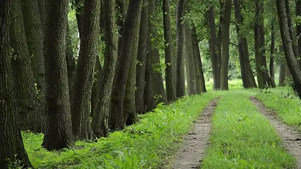 510070 - Common alders (Alnus glutinosa) at a hiking trail, Spreewald Biosphere Reserve, Germany