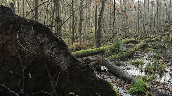 514045 - Common alders (Alnus glutinosa) in Grumsin Beech Forest, Biosphere Reserve Schorfheide-Chorin, Germany
