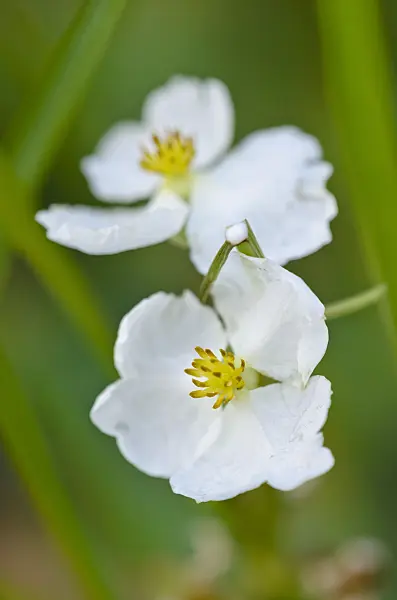 524001 - Common arrowhead (Sagittaria sagittifolia)