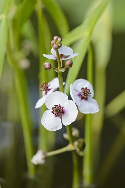 546044 - Common arrowhead (Sagittaria sagittifolia)