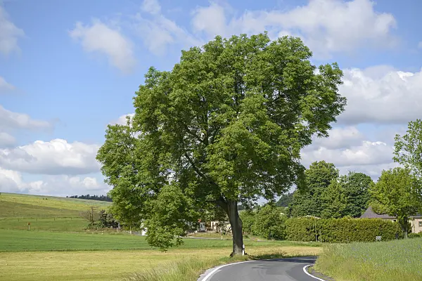 575107 - Common ash (Fraxinus excelsior)