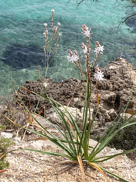 424061 - Common asphodel (Asphodelus aestivus)