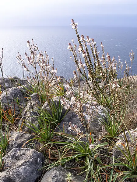 424075 - Common asphodel (Asphodelus aestivus)