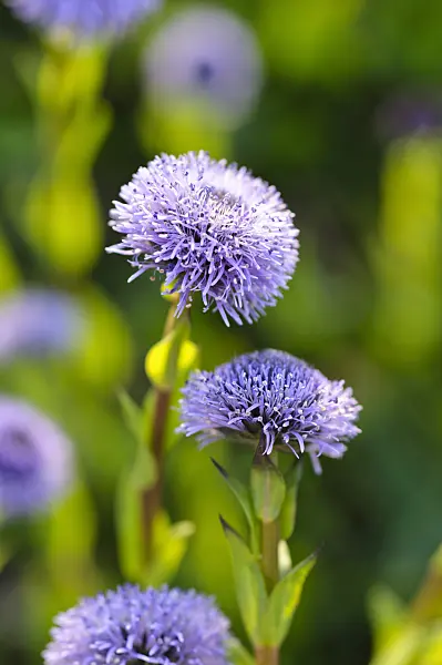 484190 - Common ball flower (Globularia bisnagarica)