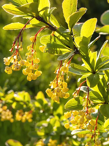 425057 - Common barberry (Berberis vulgaris)