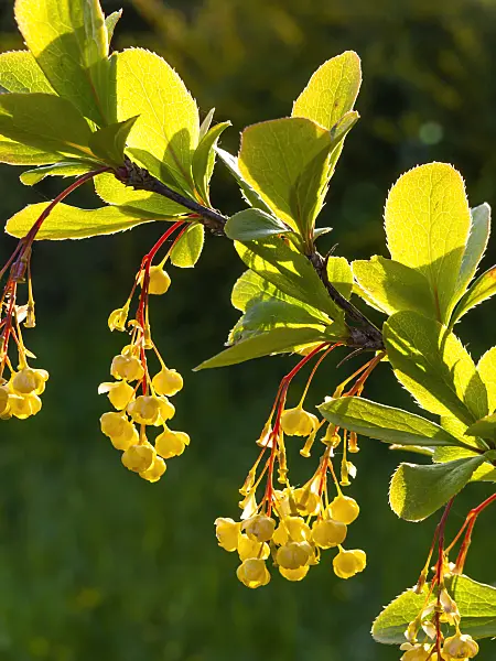 425058 - Common barberry (Berberis vulgaris)