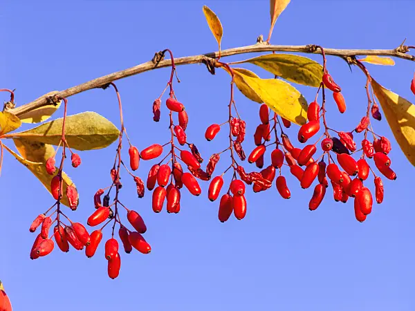 444002 - Common barberry (Berberis vulgaris)