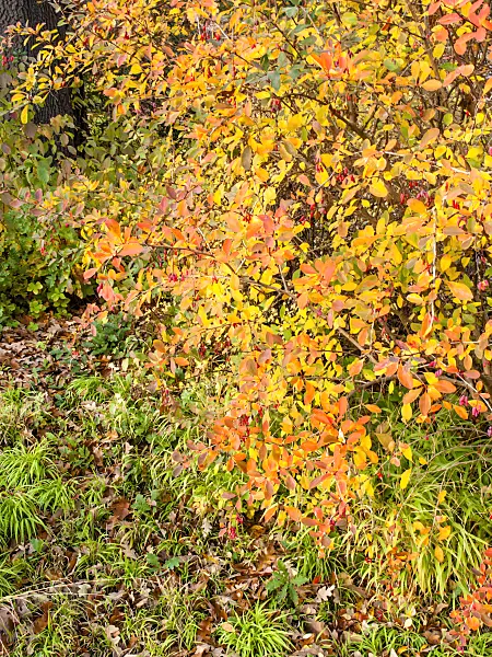 465248 - Common barberry (Berberis vulgaris)