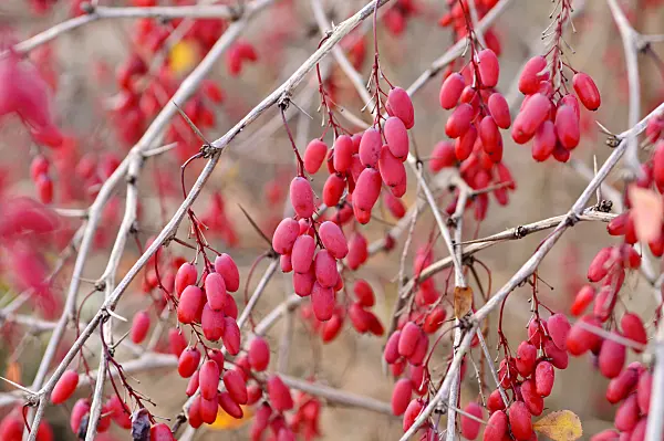 478090 - Common barberry (Berberis vulgaris)