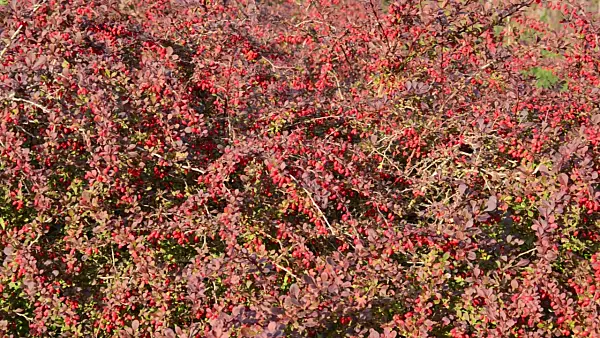 500220 - Common barberry (Berberis vulgaris)