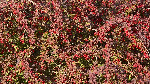 500221 - Common barberry (Berberis vulgaris)