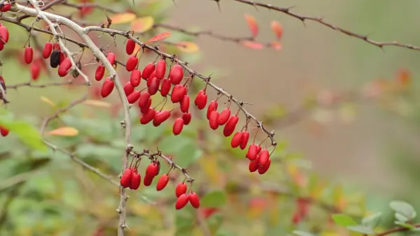 501123 - Common barberry (Berberis vulgaris)