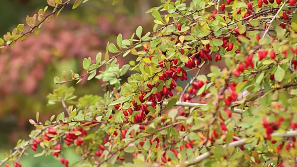 501124 - Common barberry (Berberis vulgaris)