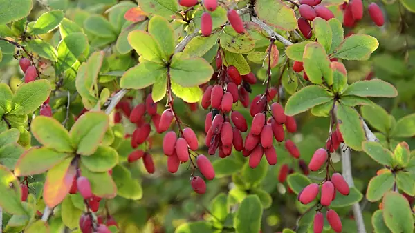 512064 - Common barberry (Berberis vulgaris)