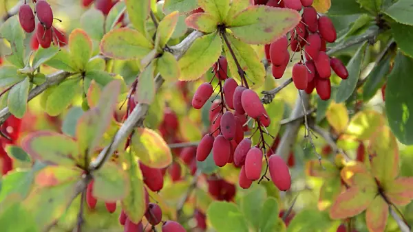 512065 - Common barberry (Berberis vulgaris)