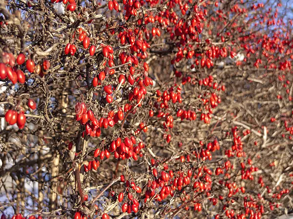 515010 - Common barberry (Berberis vulgaris)