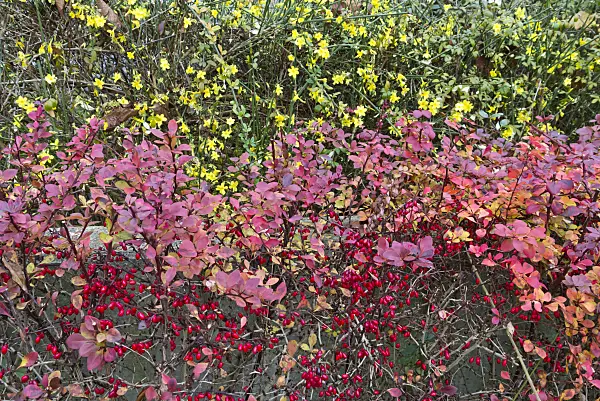 526058 - Common barberry (Berberis vulgaris) and winter jasmine (Jasminum nudiflorum)