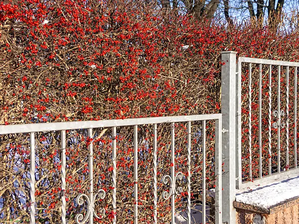 515011 - Common barberry (Berberis vulgaris) at a garden fence