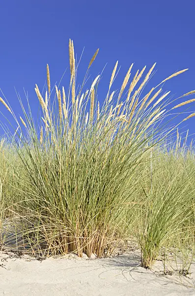 534321 - Common beach grass (Ammophila arenaria)