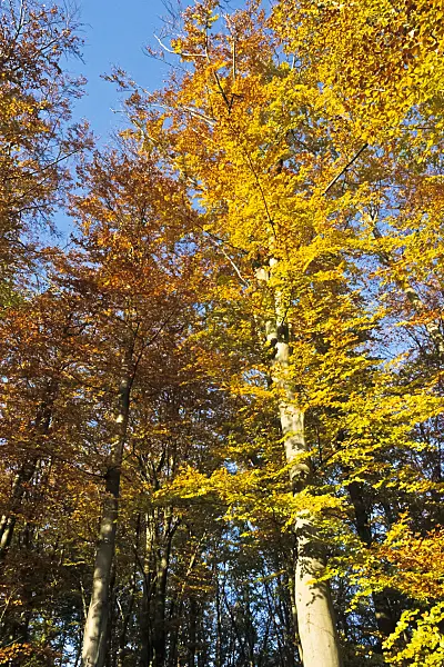 384057 - Common beech (Fagus sylvatica)