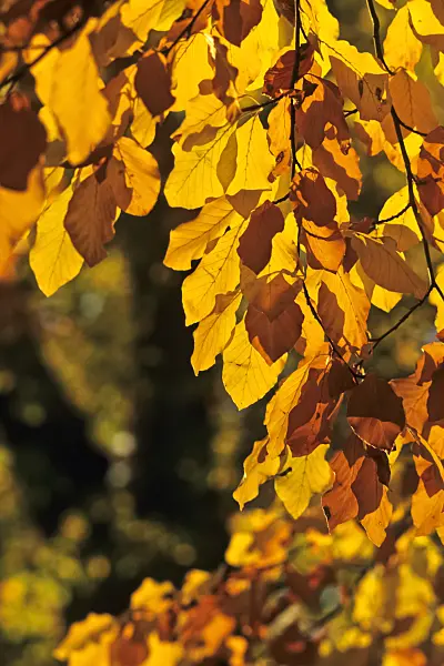 384066 - Common beech (Fagus sylvatica)