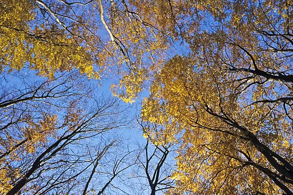 385003 - Common beech (Fagus sylvatica)