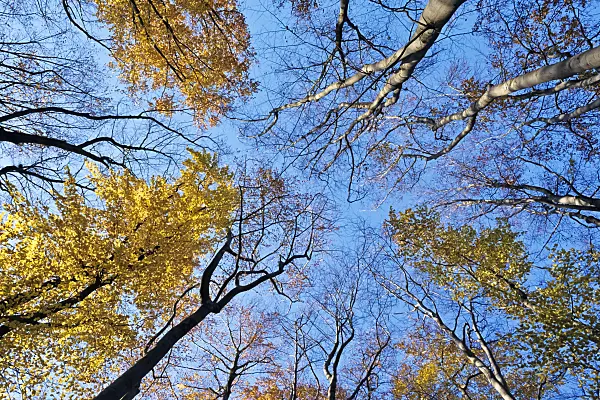 385005 - Common beech (Fagus sylvatica)