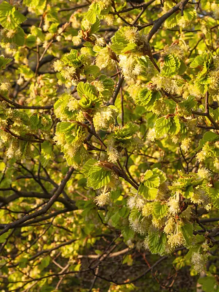 412029 - Common beech (Fagus sylvatica)