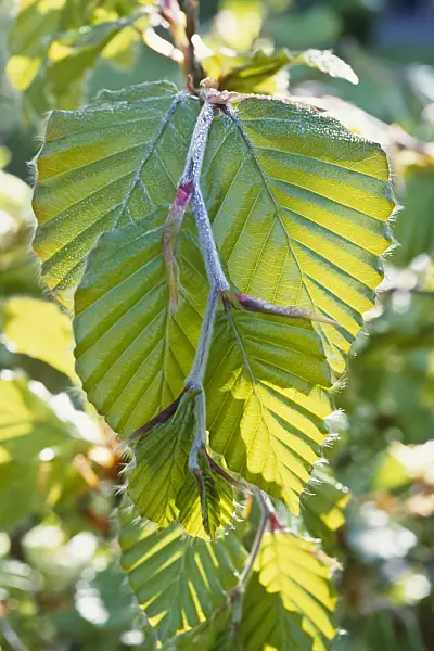 428251 - Common beech (Fagus sylvatica)