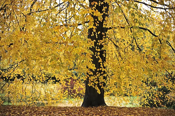 430241 - Common beech (Fagus sylvatica)